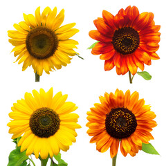 Collection decorative red and yellow flower sunflower isolated on a white background. Flat lay, top view
