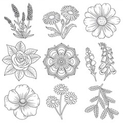 Black and White Line Art Illustrations of Desert Flowers
