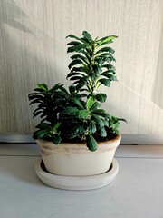 Fototapeta premium plant in a pot