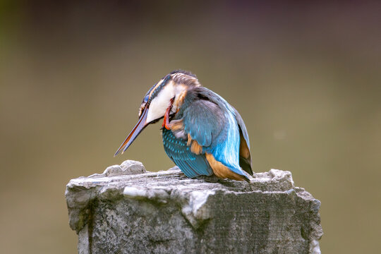 kingfisher on the column