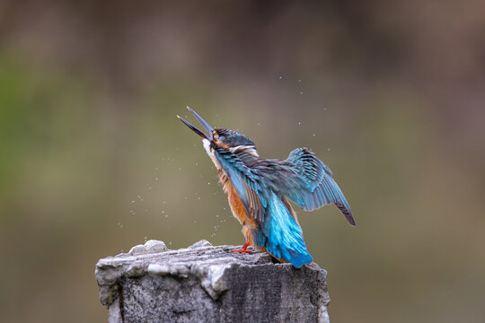 Common Kingfisher relax