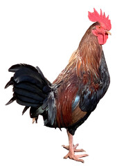 Wild roosters roaming Kauai Island. PNG