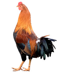 Wild roosters roaming Kauai Island. PNG