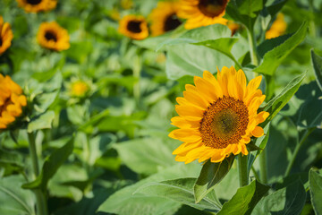 sunflowers blooming in green garden