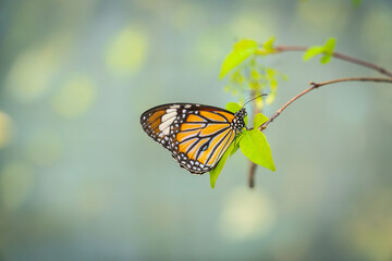 Monarch Butterfly on branch