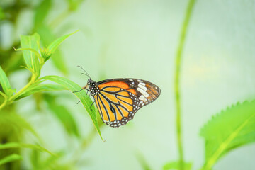Monarch Butterfly on branch