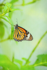 Monarch Butterfly on branch