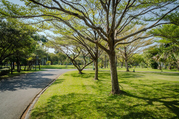 Obraz premium green city park with terminalia ivorensis tree