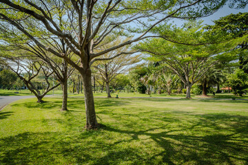 green city park with terminalia ivorensis tree