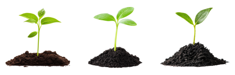 young plant sprout growing from soil isolated on  transparent png background