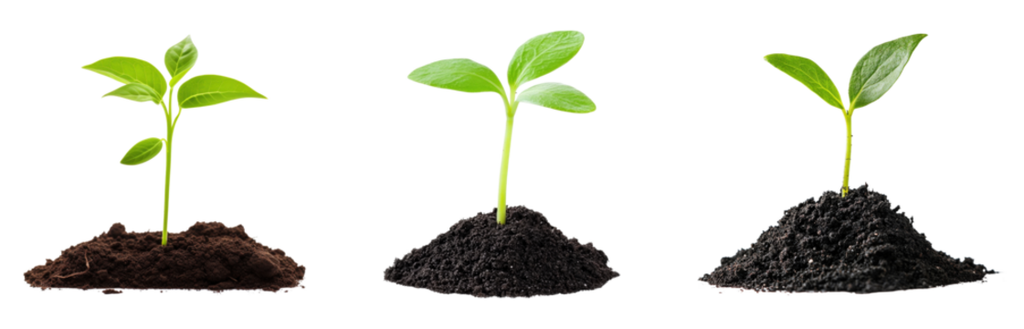 young plant sprout growing from soil isolated on  transparent png background