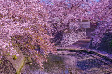 大岡川プロムナードの桜