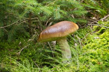 Wild boletus mushroom in a vibrant green forest, surrounded by moss and grass
