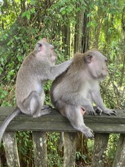 monkey in Bali, Indonesia 