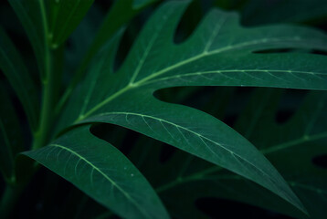 Closeup tropical black leaves texture and dark tone process, abstract nature pattern background