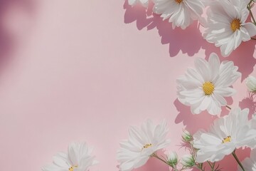 Naklejka premium White daisies arranged on a pink background with copy space.