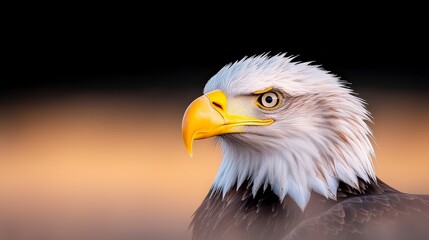 Fototapeta premium Majestic Bald Eagle Close up Wild Bird Portrait Nature Photography Wildlife Image