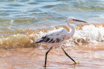 White Western Reef Heron (Egretta gularis) at Sharm el-Sheikh beach, Sinai, Egypt