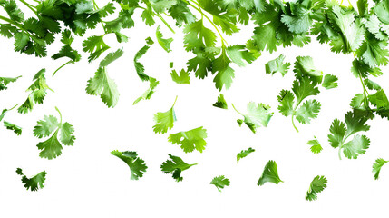 Fresh_cilantro_leaves_chopped_finely_gracefully_d