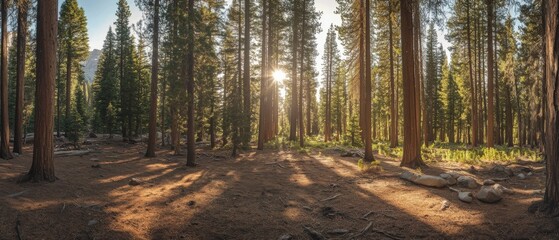 serene forest landscape with sunlight filtering through tall trees
