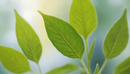 Fototapeta premium FILE #: 834034880 Close-up of vibrant herb leaves captured in soft focus against a blurred background, emphasizing their organic shapes and textures in a contemporary, abstract photographic