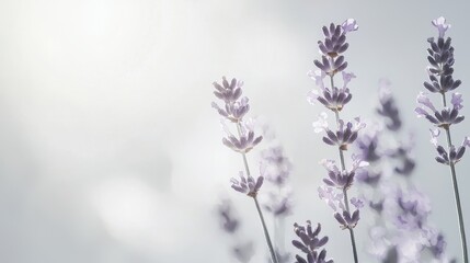 Watercolor Lavender Stems