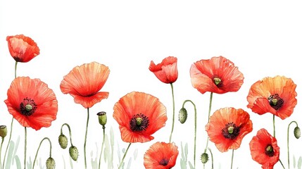 Fototapeta premium Watercolor Poppy Field