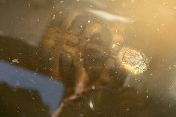 A freshwater turtle partially submerged in murky water with light reflections on the surface. The turtle's vibrant head is visible, creating a natural aquatic scene.