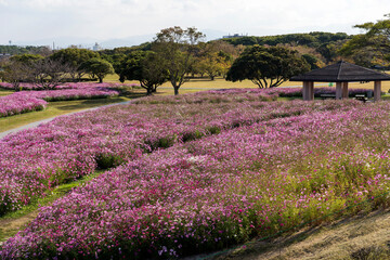 Cosmos field at Uminonakamichi Park in Fukuoka, Japan