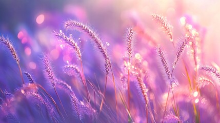 100.Purple Pennisetum setaceum grasses bathed in warm afternoon sunlight, the stalks casting soft glows and sparkling gently; the background is blurred with natural colors, adding a serene and dreamy
