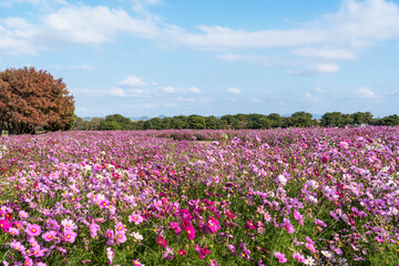 Fototapeta premium Cosmos field at Uminonakamichi Park in Fukuoka, Japan