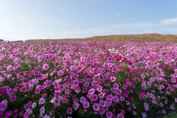 Cosmos field at Uminonakamichi Park in Fukuoka, Japan
