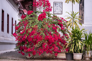 Beautiful Bougainvillea in a Buddhist temple