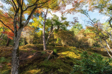 Naklejka premium Tenryu-ji Temple Autumn