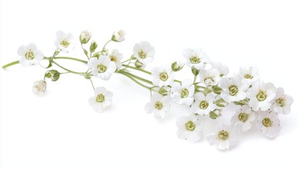 Watercolor Sweet Alyssum