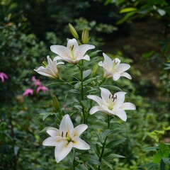 Fototapeta premium Elegant White Lilies Blooming in Garden