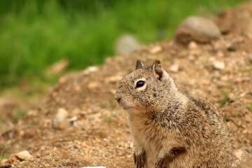 The squirrel sits on the ground and looks into the camera lens