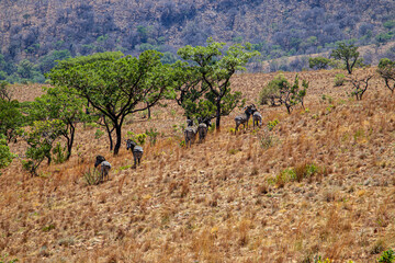 Zebras standing in a mountain