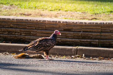 Turkey Vulture on street with squirrel