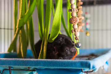 Ebony chinchilla looking at camera
