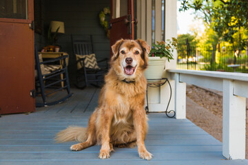 Retriever dog sitting on porch 