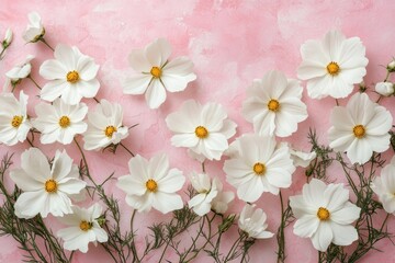 White cosmos flowers arranged on pink background.