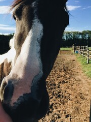portrait of a horse on a farm on a sunny day