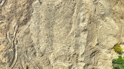 Rocky surface with a few plants growing on it. The plants are small and green, and they are growing on the side of a large rock. The rock is covered in dirt and has a few small cracks in it