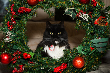 Black and white cat looking through wreath