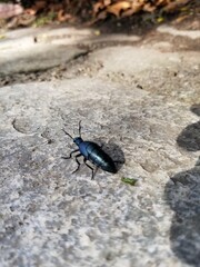 Green Bug in The Grass and Path