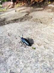 Green Bug in The Grass and Path