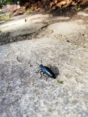 Green Bug in The Grass and Path