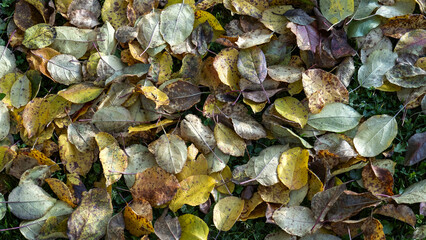 A pile of yellow leaves on the ground. The leaves are scattered and some are larger than others. The image has a peaceful and serene mood, as the leaves are falling from the trees