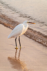 Great egret (Ardea alba), a medium-sized white heron fishing on the sea beach